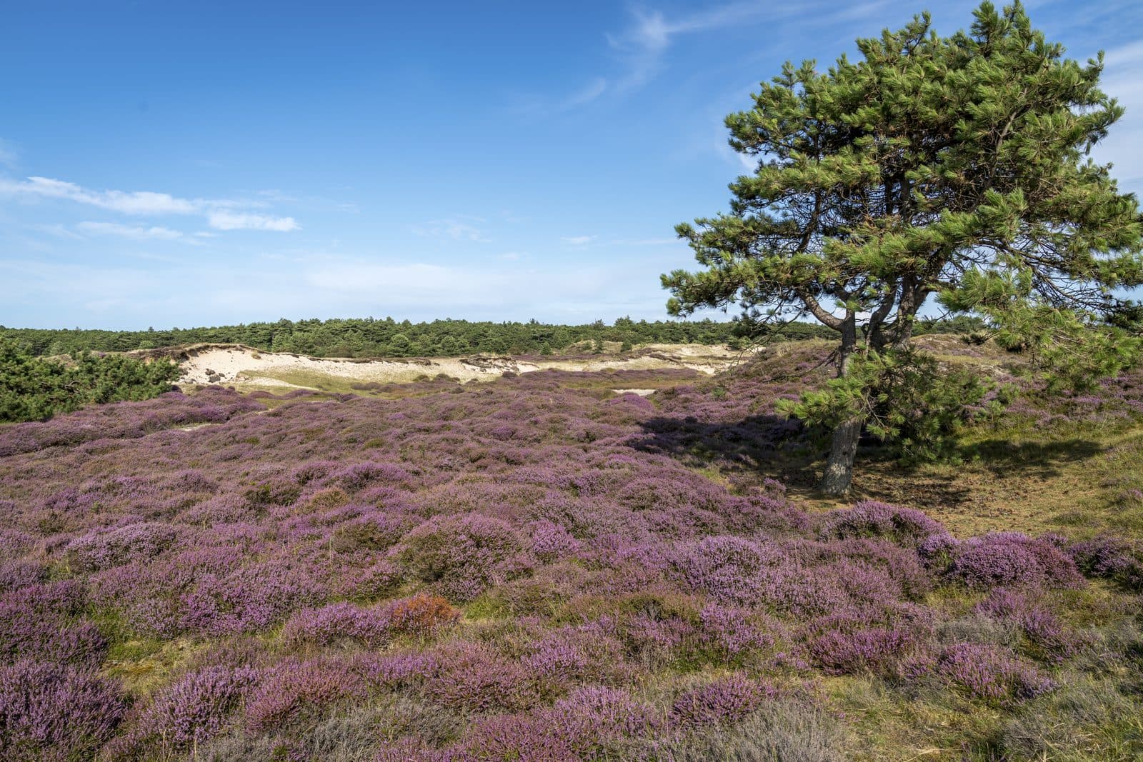 Duinen Terschelling bij Midsland aan Zee, natuur rondom vakantieverhuur Apenstaartje