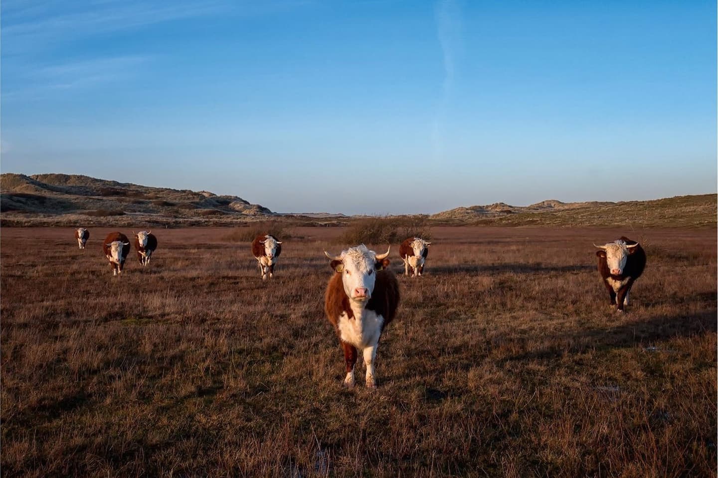 Helmgras in de duinen van Terschelling, wandelen vanuit Duinhuis