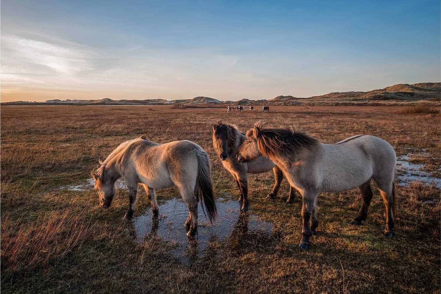 Duinen Terschelling in de ochtend, wandelgebied vakantie Waddeneiland