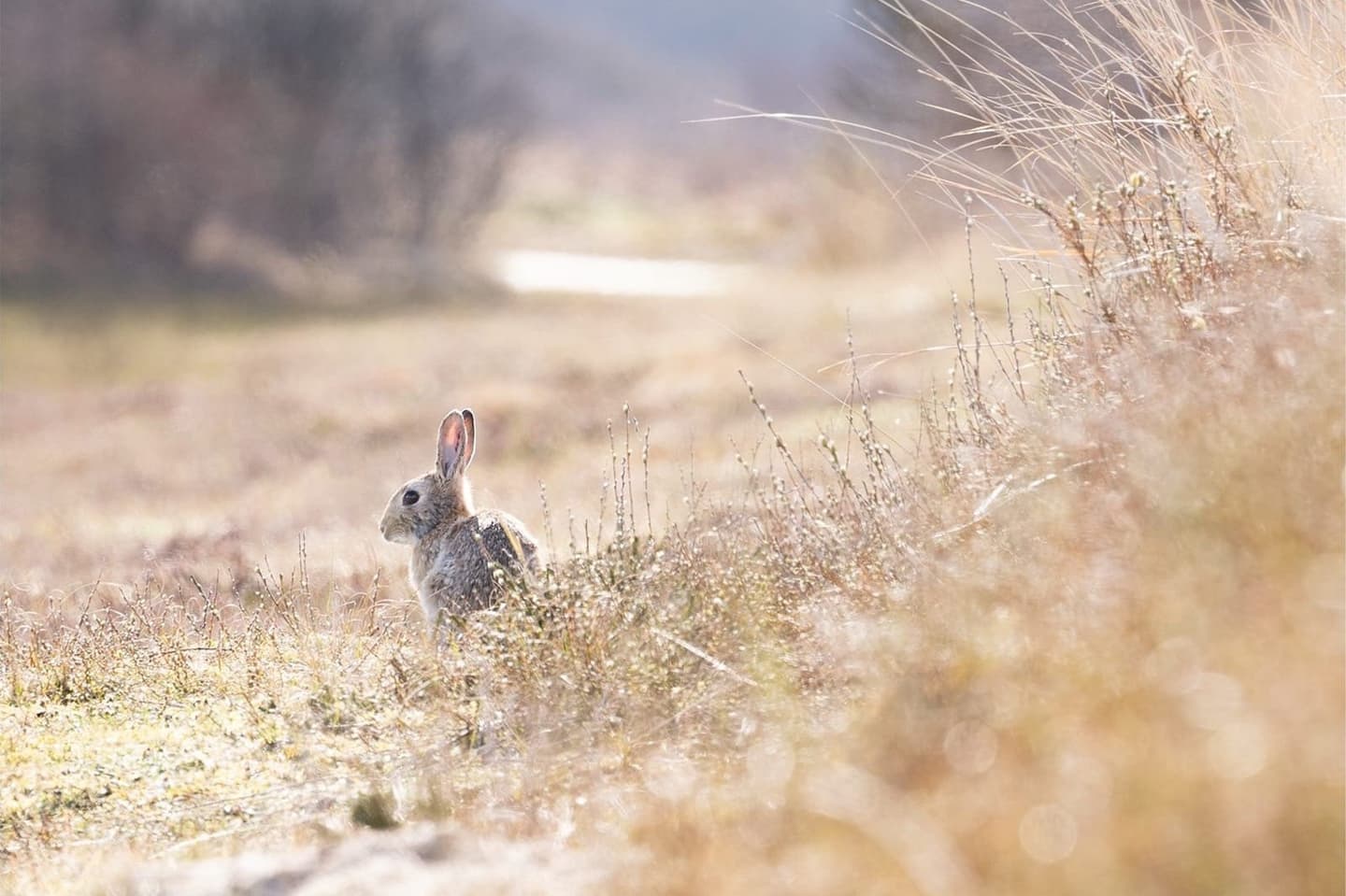 Duinen Terschelling bij zonnig weer, natuur Waddeneiland vakantie