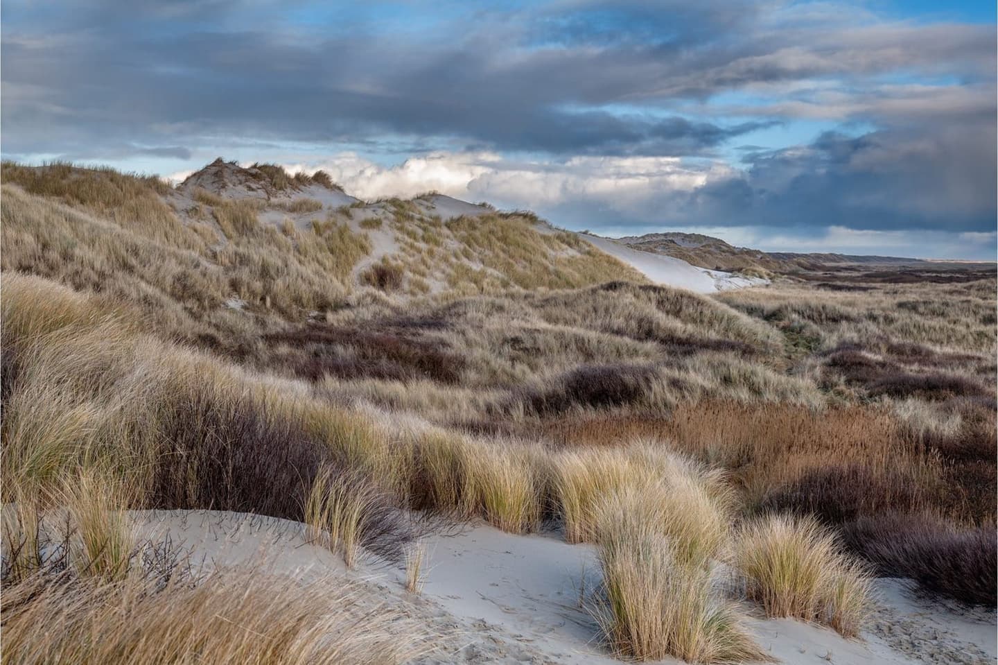 Helmgras duinen Terschelling, natuur rondom vakantieverhuur Waddeneiland