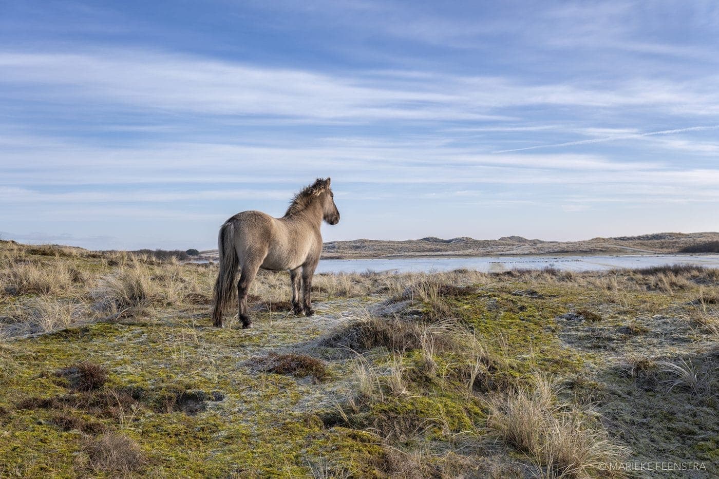 Duinen Terschelling bij zonsopgang, natuur vakantie Waddeneiland