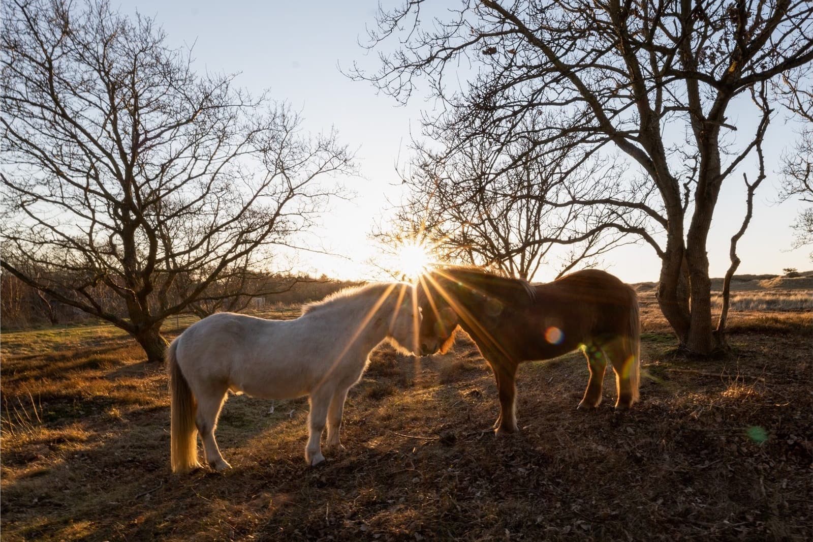 Duinen Terschelling bij zonsopgang, natuur vakantie Midsland aan Zee