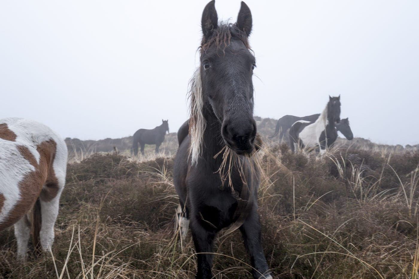 Paarden in de mistige duinen van Terschelling, natuur Waddeneiland