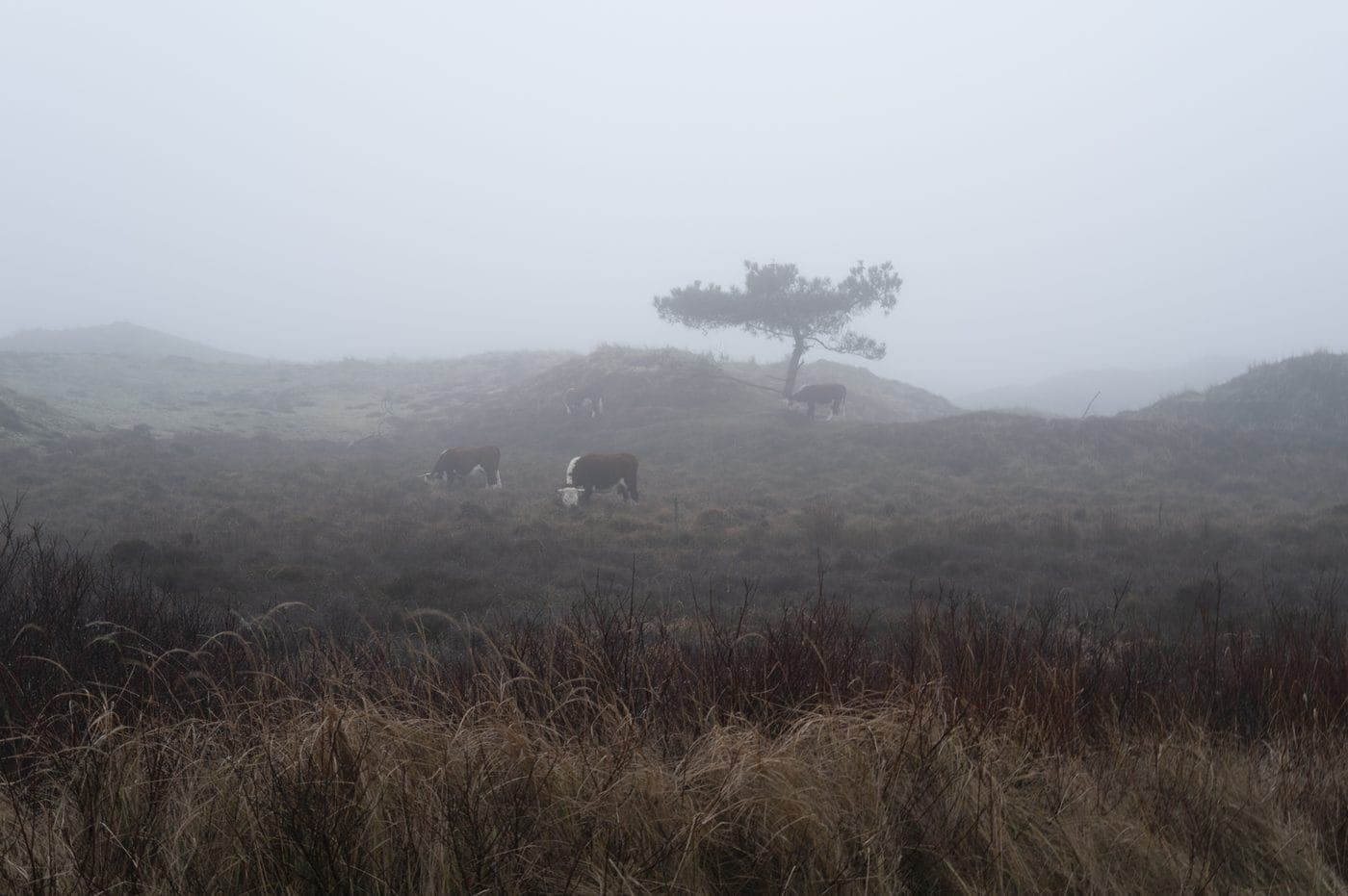 Runderen in de mistige duinen Terschelling, natuur Waddeneiland