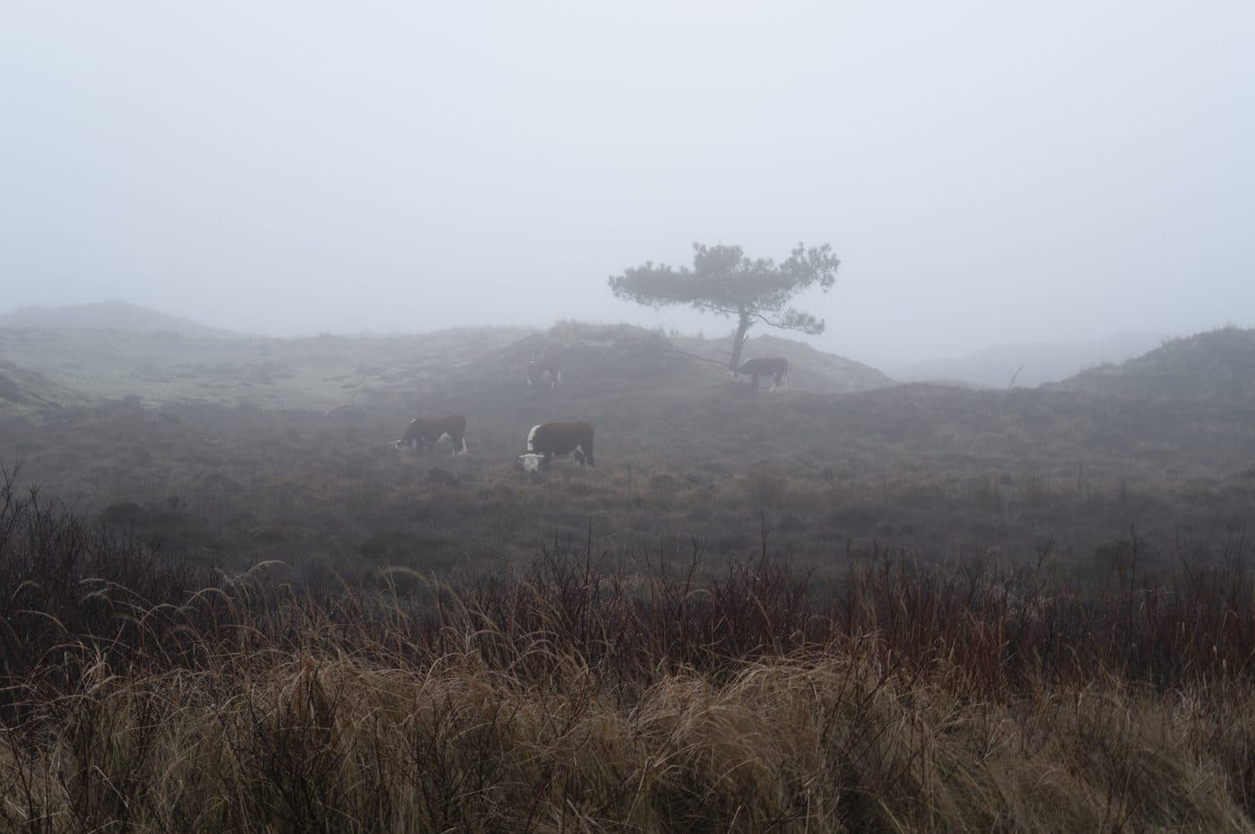 Runderen in de mistige duinen Terschelling, natuur Midsland aan Zee