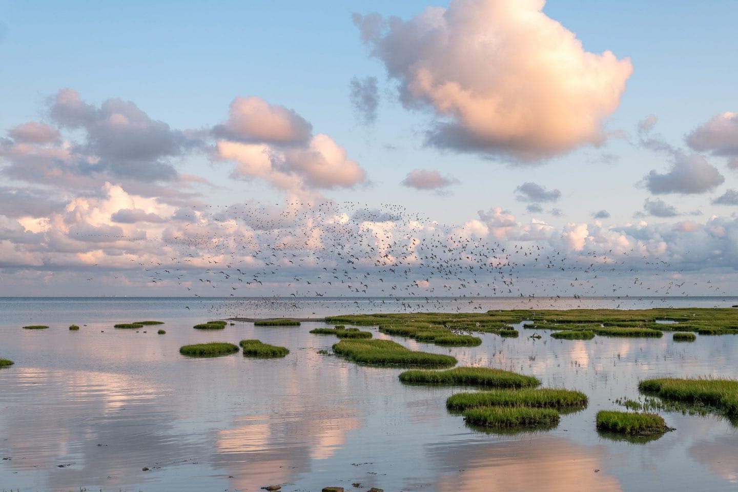 Vogels boven het Waddengebied Terschelling, UNESCO natuur Waddeneiland