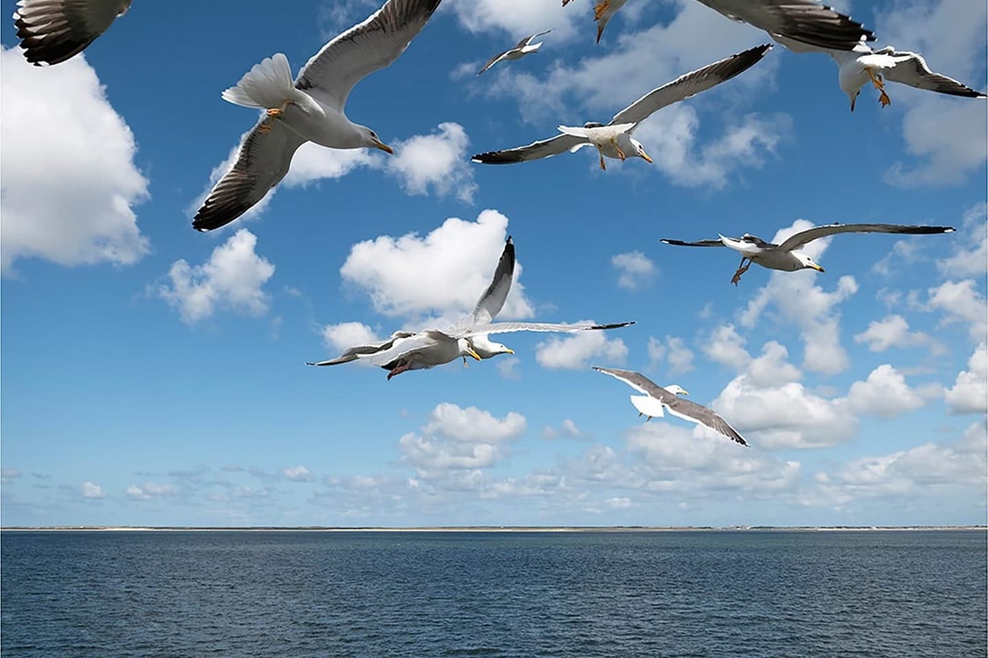 Wad bij Terschelling, Waddeneilanden UNESCO natuur