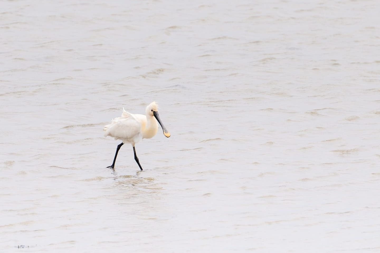 Wad bij Terschelling in avondlicht, rustgevende vakantie Waddeneiland
