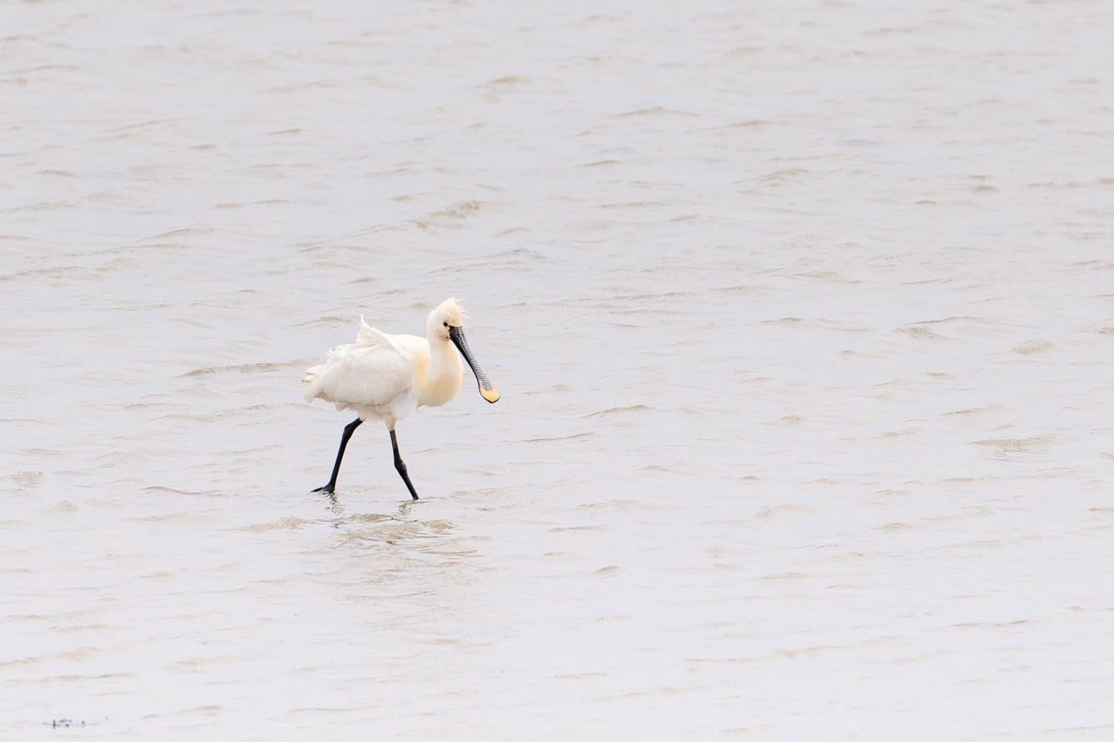 Wad bij Terschelling in avondlicht, rustgevende vakantie Waddeneiland