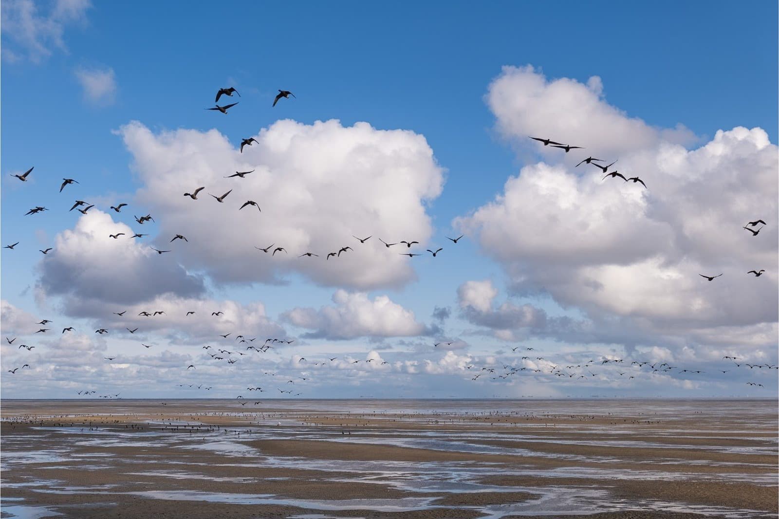 Waddengebied Terschelling, UNESCO natuur bij vakantie Waddeneiland