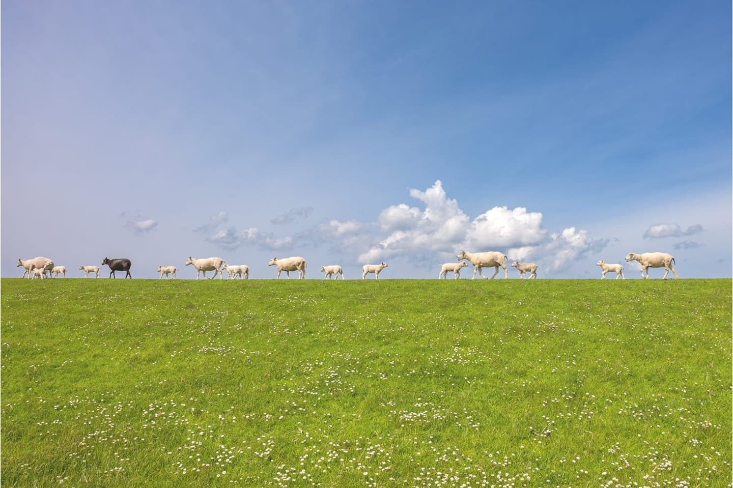 Wad Terschelling bij eb, Waddeneiland natuur verhuur