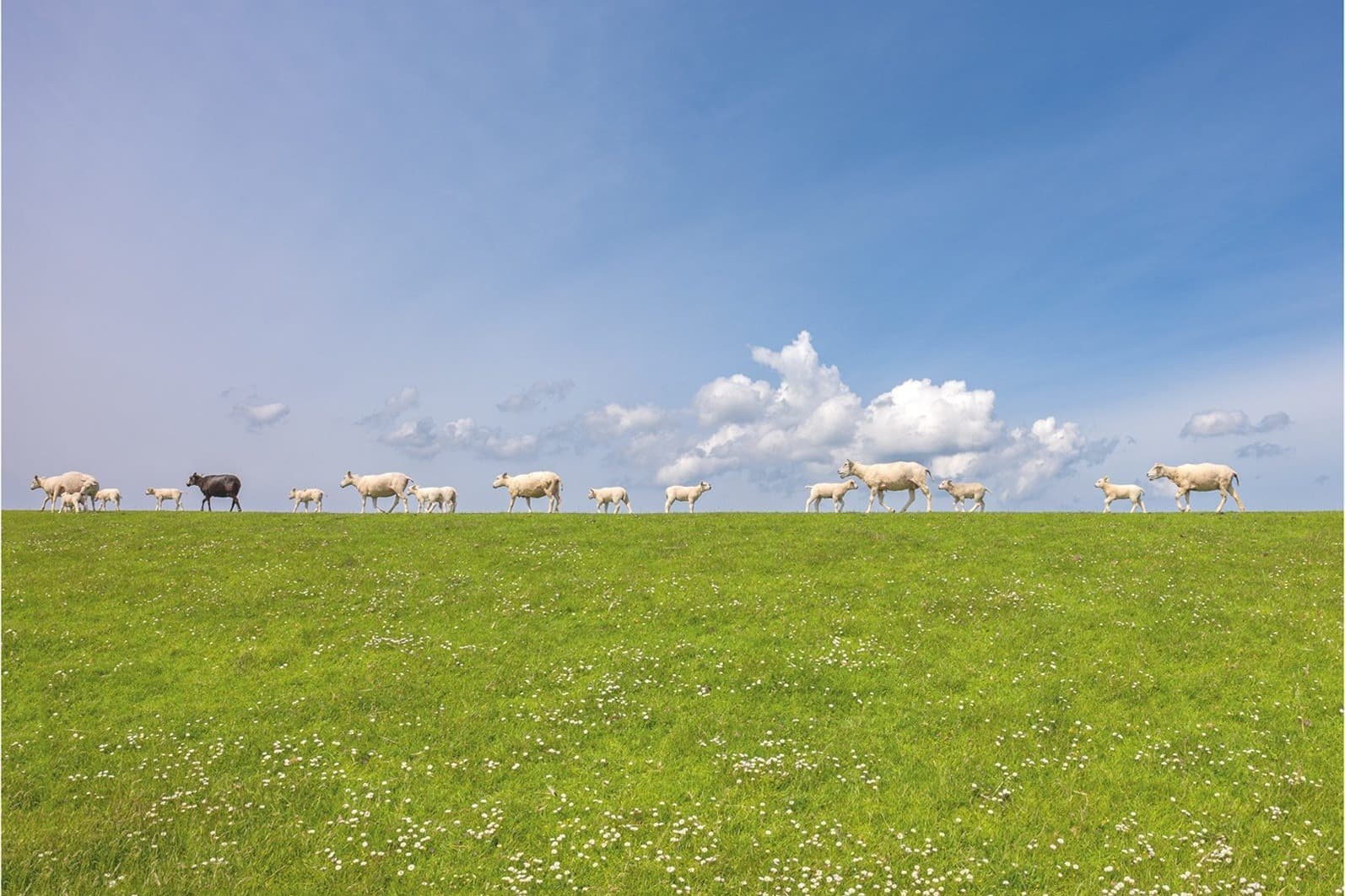 Wad Terschelling bij eb, Waddeneiland natuur verhuur