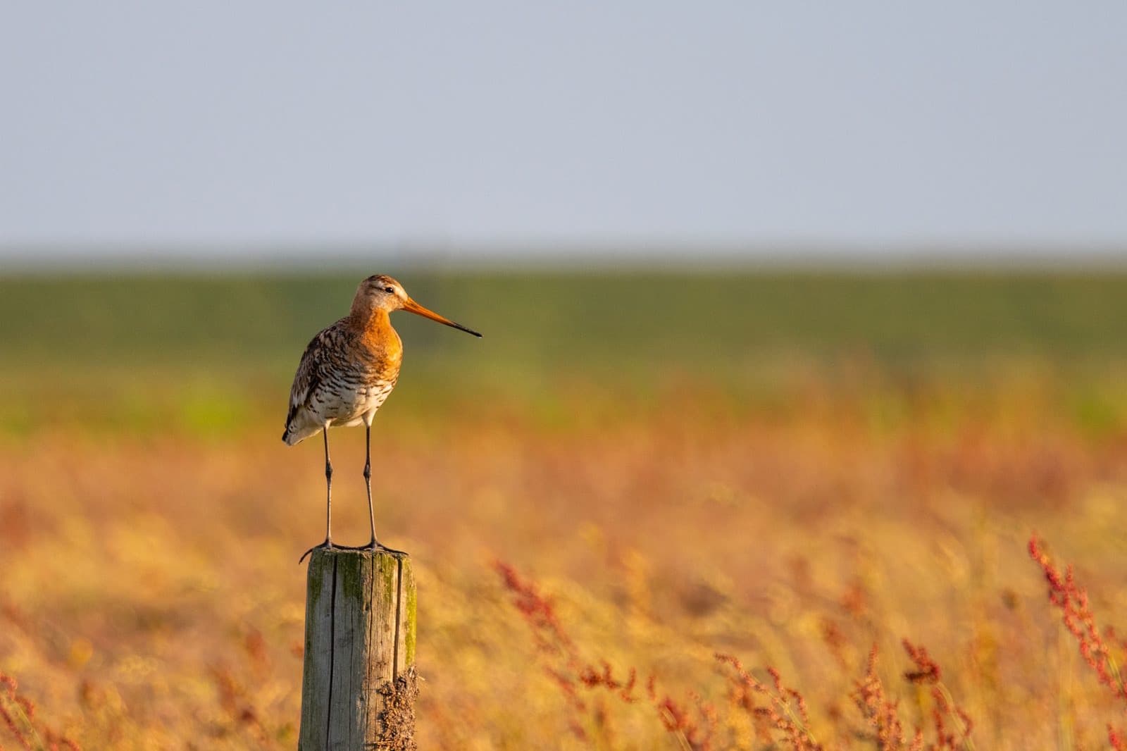 Wad bij Terschelling bij laagwater, Waddengebied natuur vakantie