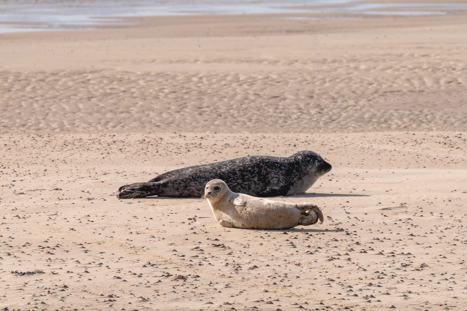 Wad bij Terschelling, Waddeneiland vakantieverhuur Midsland aan Zee