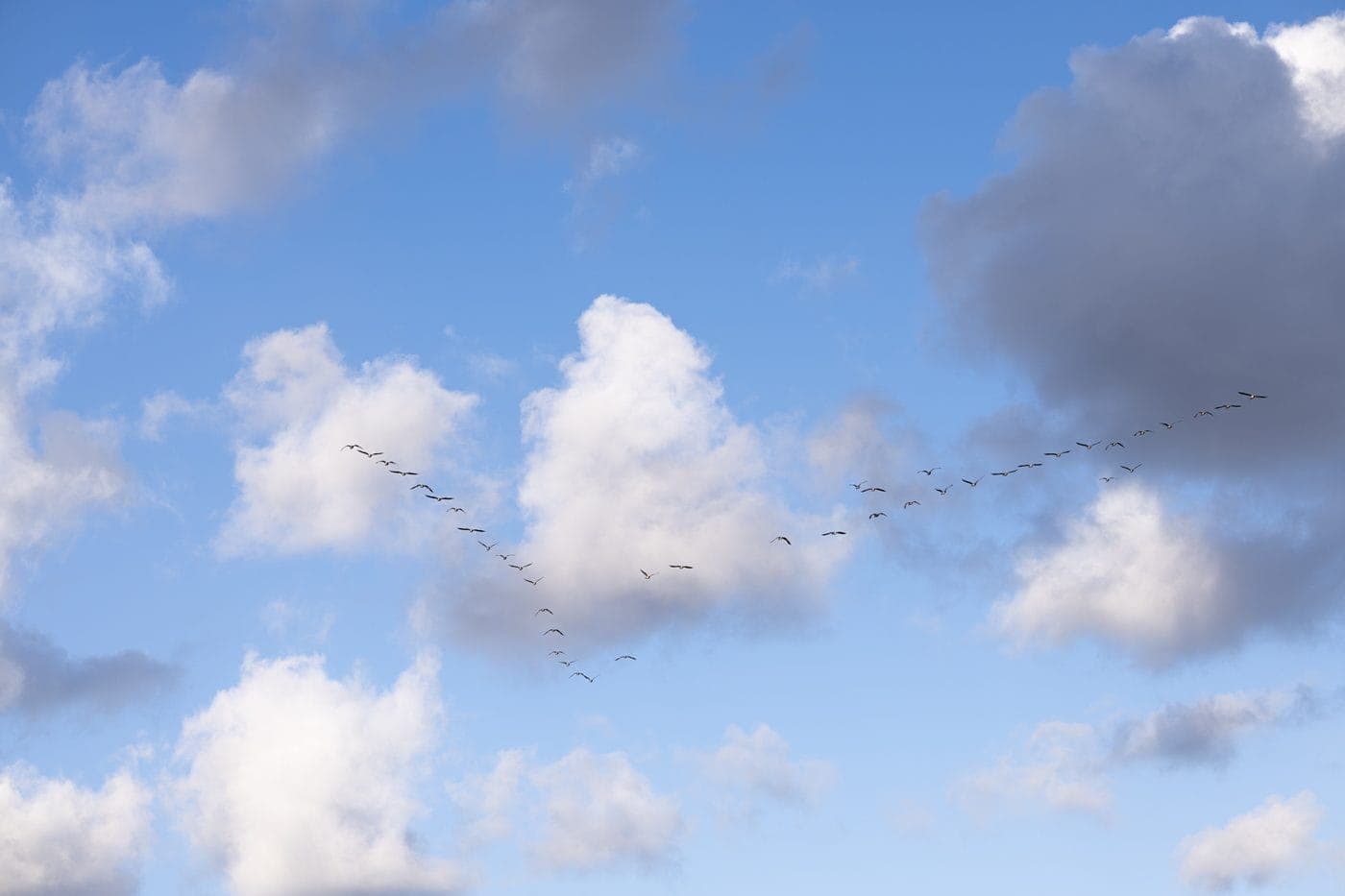 Ganzen in V-formatie boven Terschelling, natuur Waddeneiland vakantieverhuur