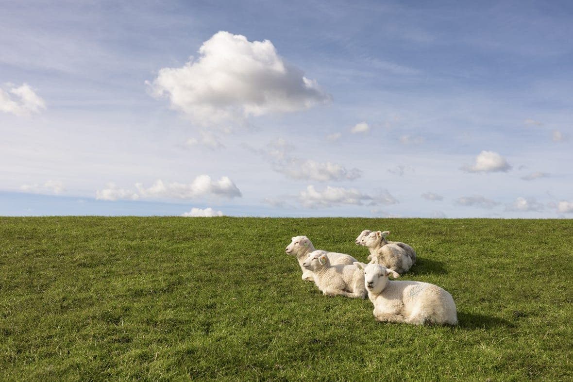 Lammeren op het Wad bij Terschelling, Waddeneiland vakantie