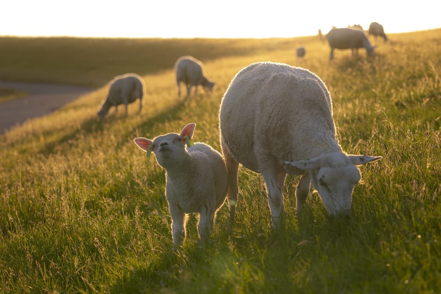Schapen op Terschelling, authentiek Waddeneiland vakantie