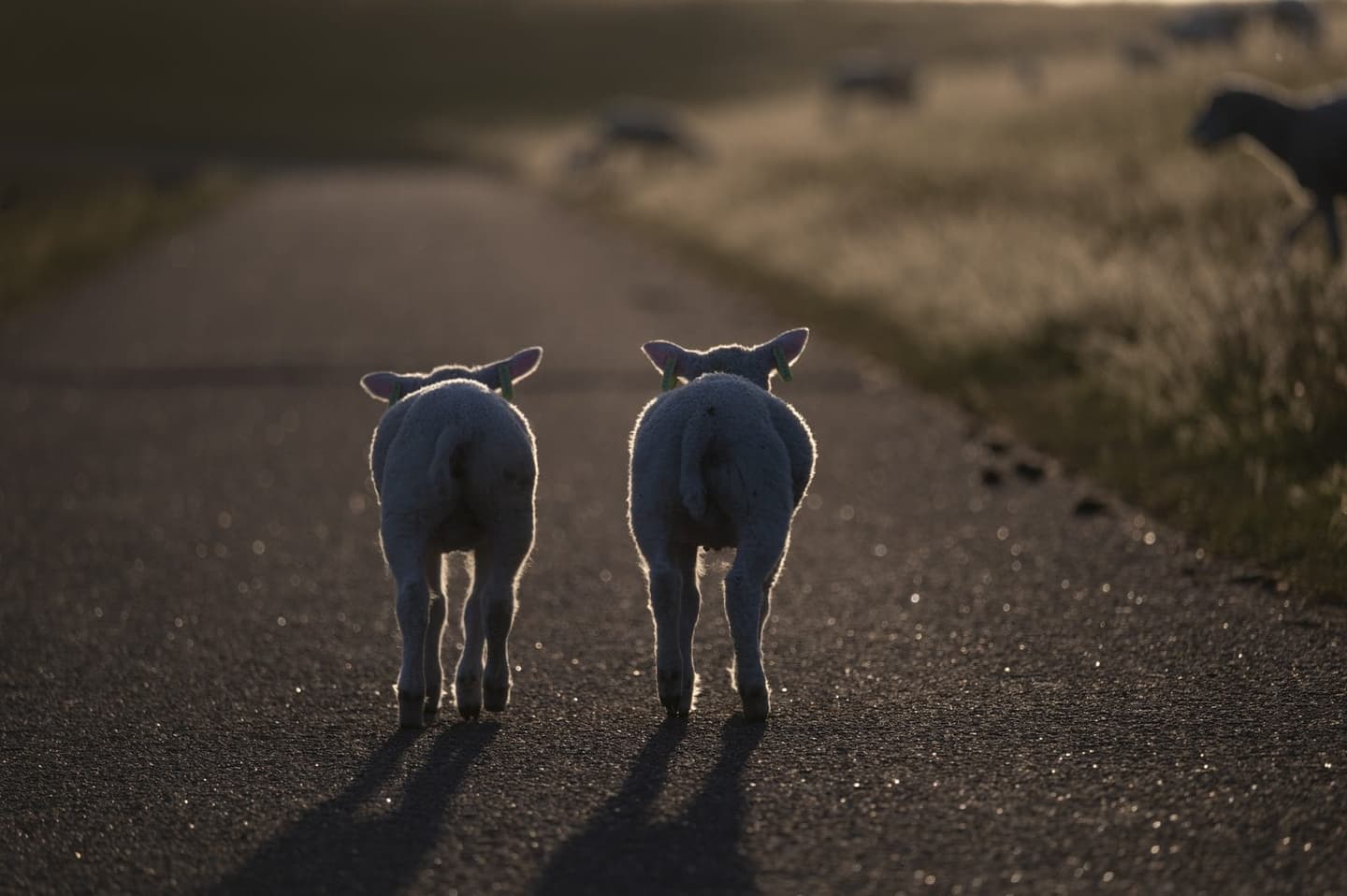 Schapen in de zon op Terschelling, Waddeneiland vakantie