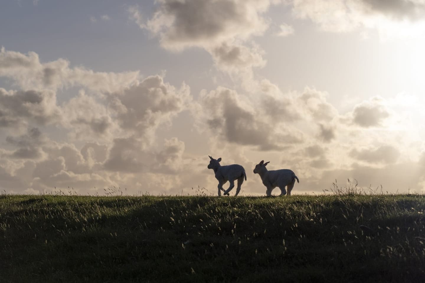 Schapen op het eiland Terschelling, authentiek Waddeneiland